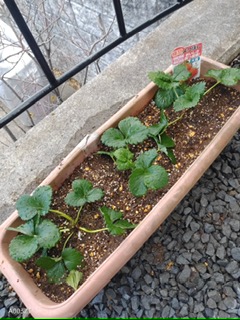 家庭菜園🍓