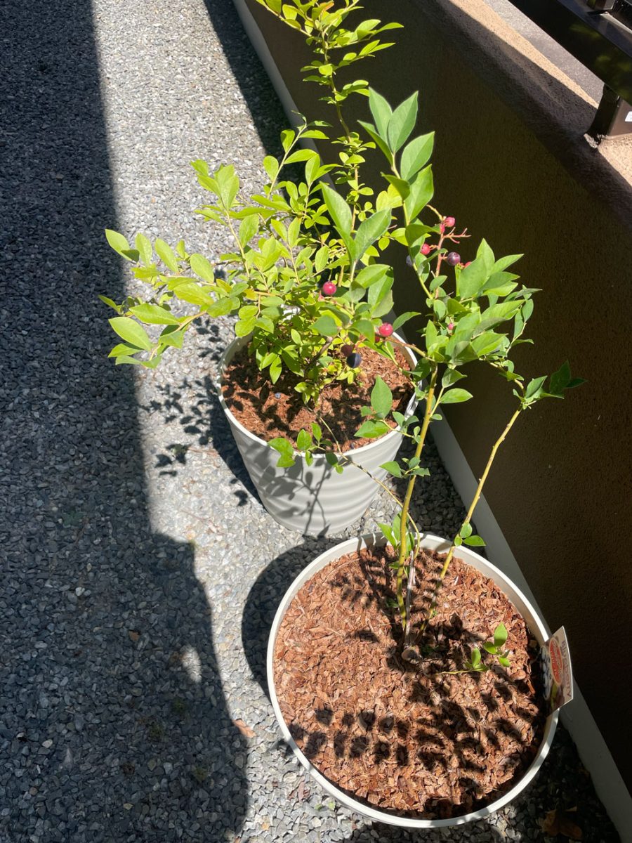 🌿 都大路展示場の近況