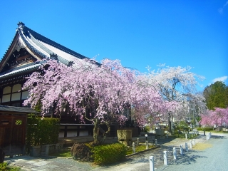 桜園②！