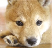 【セミナー】獣医さんによる愛犬のための健康セミナー