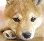 獣医さんによる愛犬のための健康セミナー