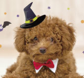 愛犬家応援フェアin山科店【ハロウィン仮装 愛犬撮影会】