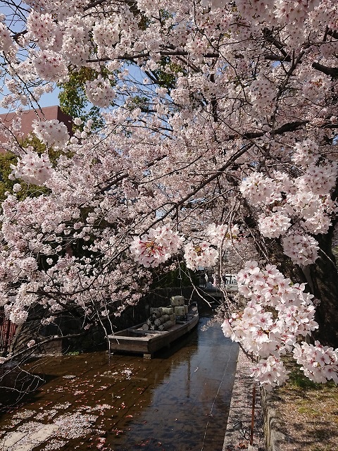  京都はどこも綺麗な桜が見れていいですよね