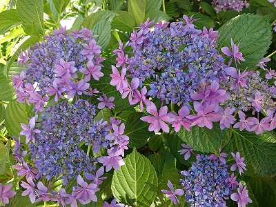 綺麗な紫陽花