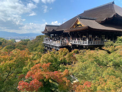 リフォーム東ブログ用観葉植物②